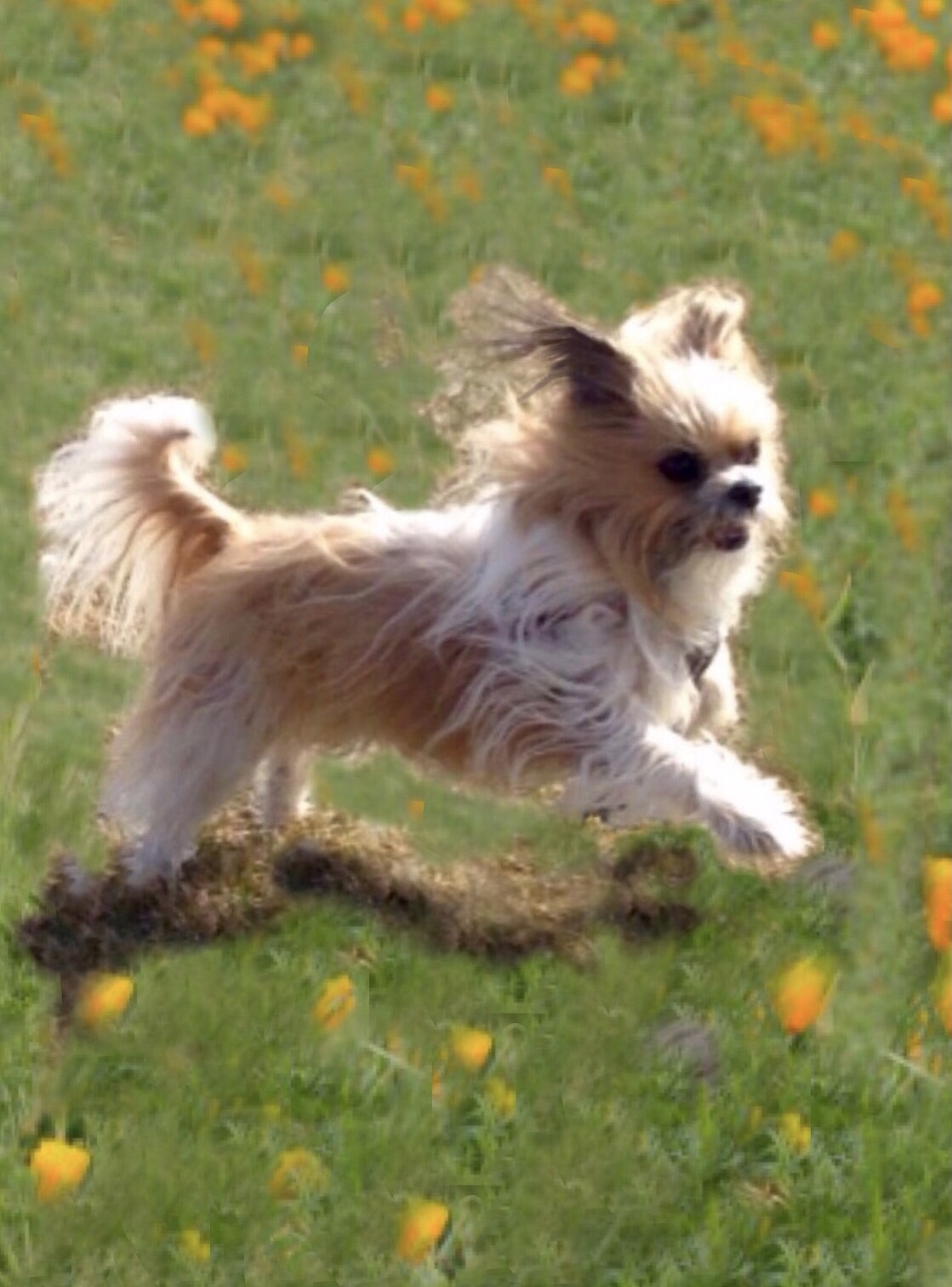 Happy dog being groomed in a spring garden