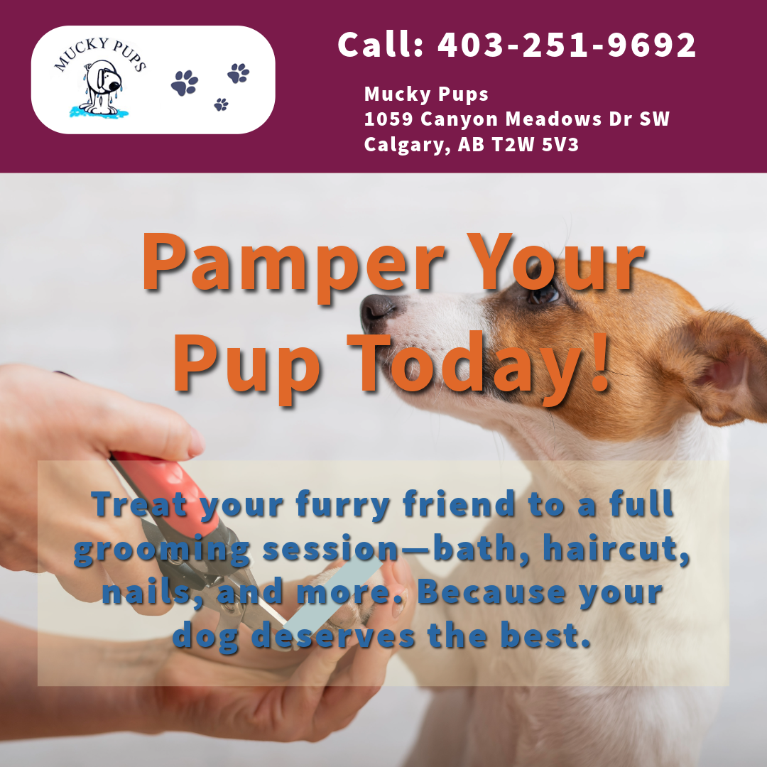 Discover how to choose the perfect grooming style for your pet's breed, coat type, and personality, ensuring they stay happy, healthy, and stylish.