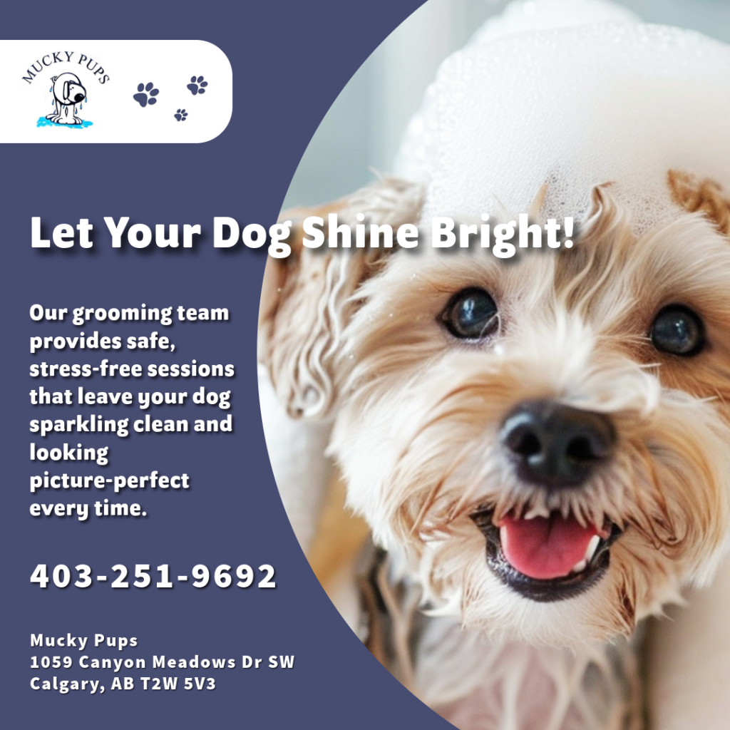 A complete winter dog grooming guide from Mucky Pups Calgary to keep your dog clean, healthy, and comfortable during cold months.