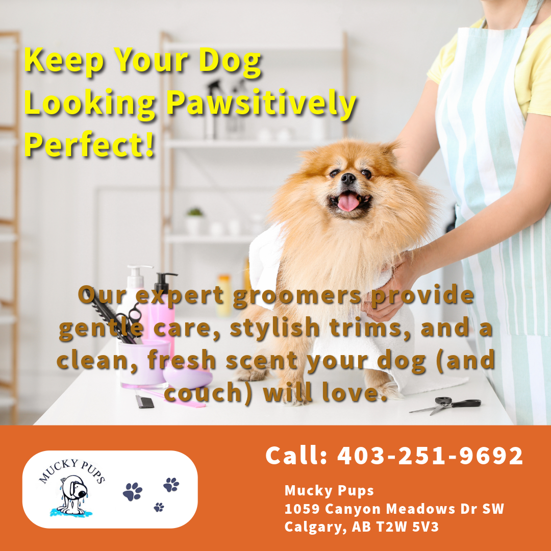 Discover expert tips from Mucky Pups Calgary to reduce dog shedding and keep your pet’s coat healthy and your home clean.