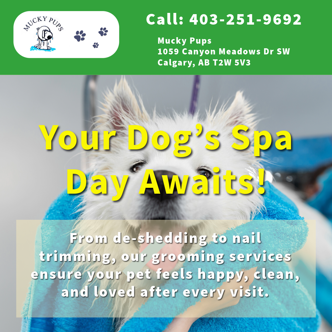 Get expert fall grooming tips to keep your dog healthy and happy. Learn seasonal care strategies from Mucky Pups in Calgary.