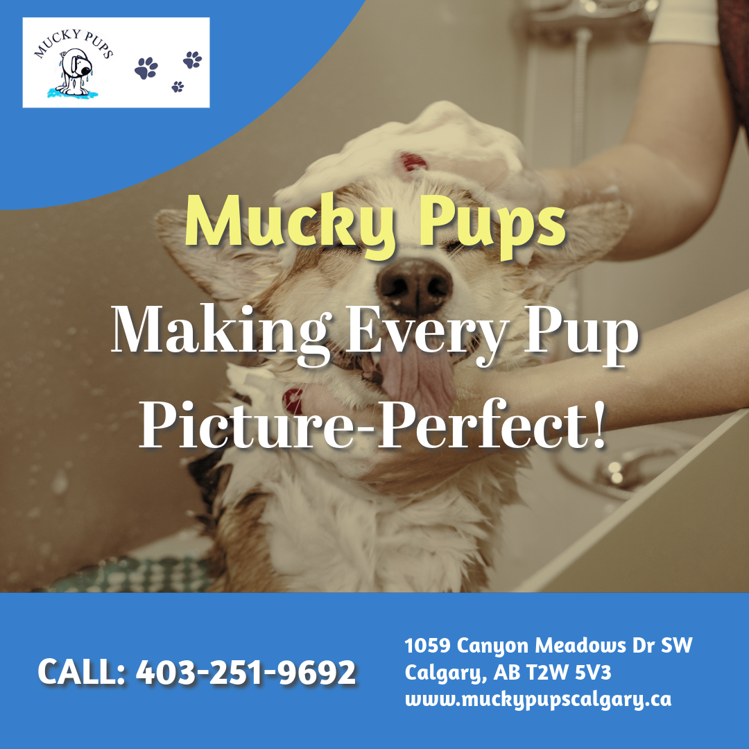 Summer Dog Grooming: Keep Your Pup Cool!