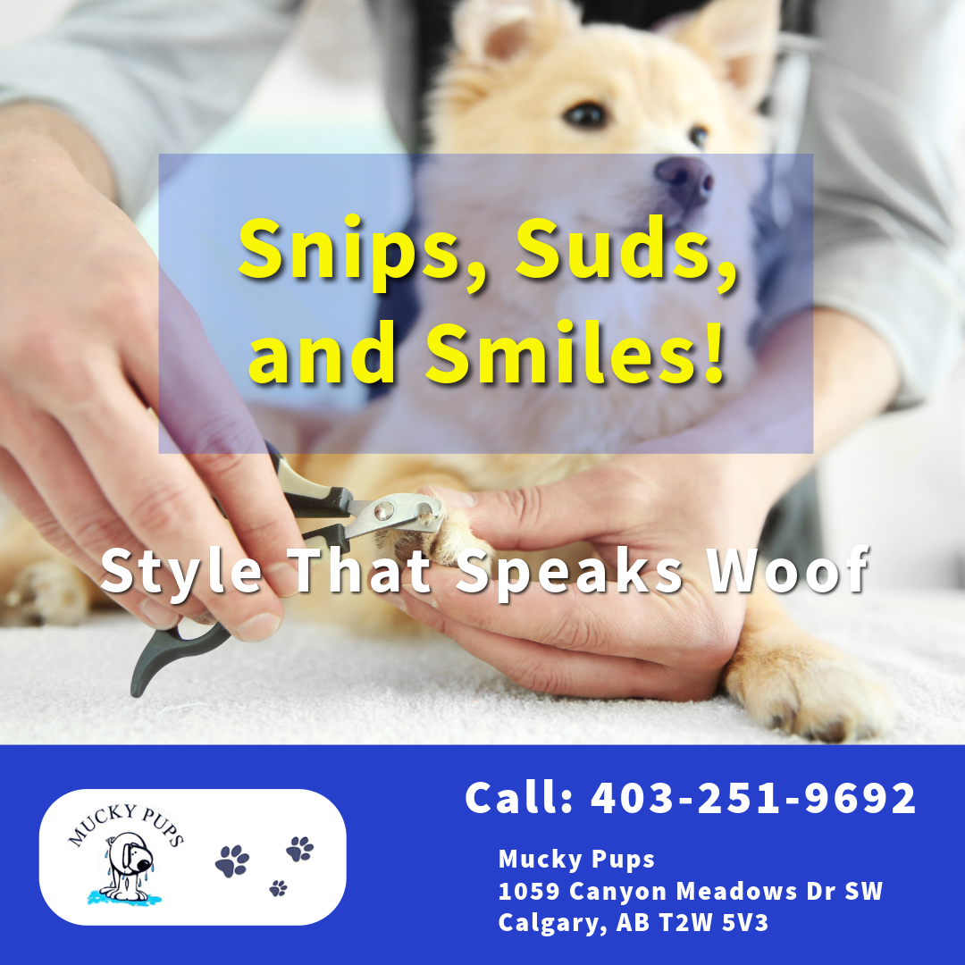 Keep your dog cool and comfortable this summer with Mucky Pups' expert grooming tips. Learn about brushing, bathing, paw care, and more for a healthy pet in Calgary.