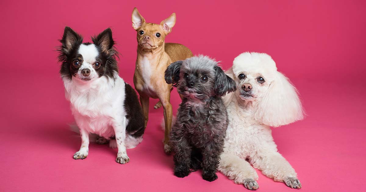 Four Dogs Sitting together in front of pink backdrop